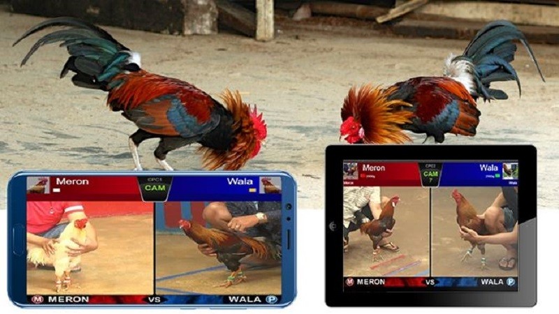 Bí quyết chơi đá gà QQLive - Cách thắng lớn cho người mới 2025 1 Bí quyết chơi đá gà QQLive cho người mới